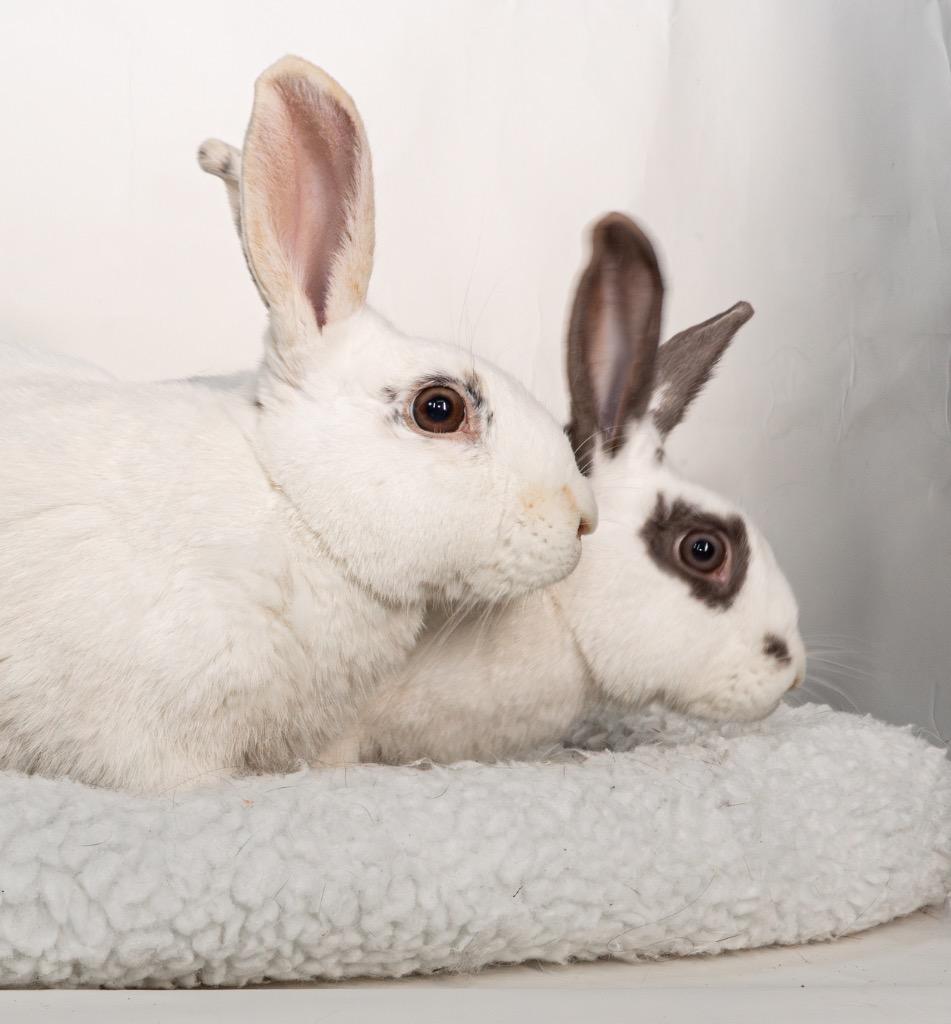 Enlarge Sweetberry / Moonberry, a Adoptable Bunny Rabbit in San Francisco, CA image 6/6