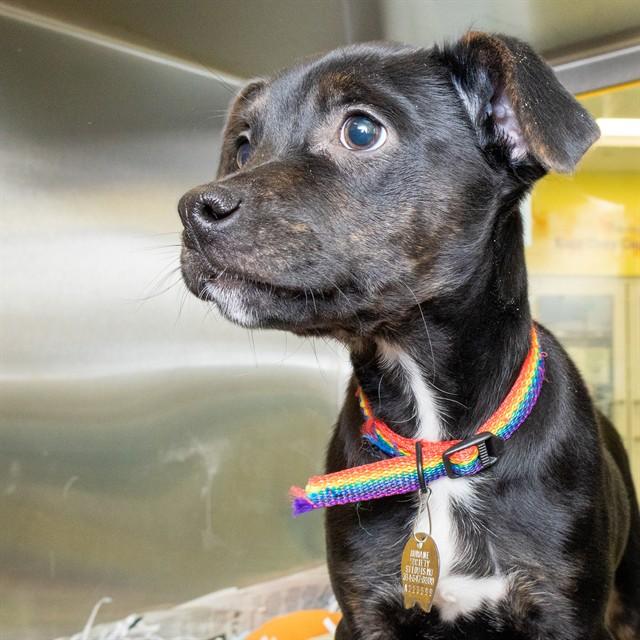BIRCH, Adoptable, Puppy Male Labrador Retriever & Mixed Breed.
