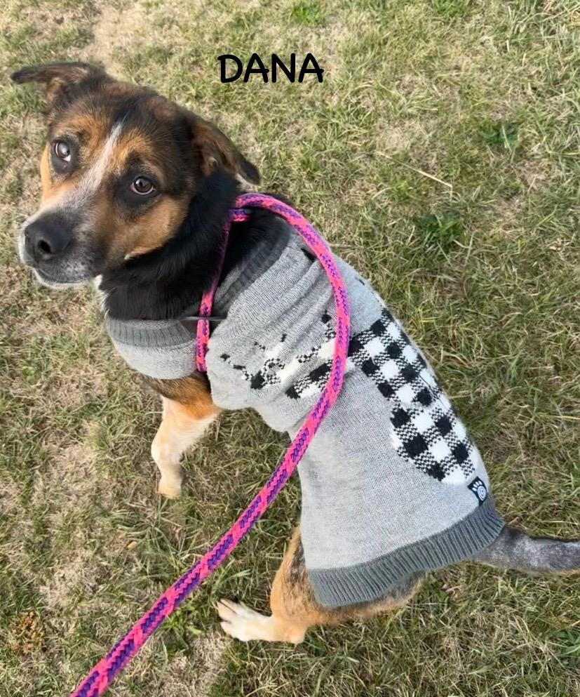 Enlarge DANA, a Adoptable mixed breed in Bowling Green, OH image 3/6