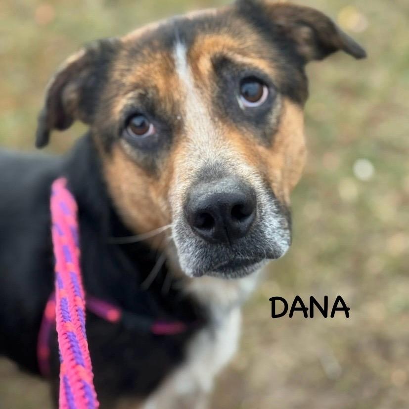 DANA, Adoptable, Young Female Labrador Retriever & Hound.