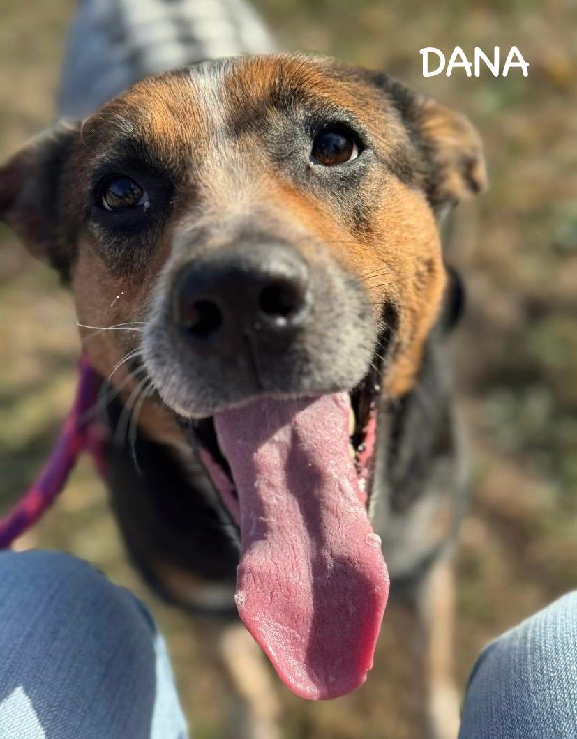 Enlarge DANA, a Adoptable mixed breed in Bowling Green, OH image 4/6