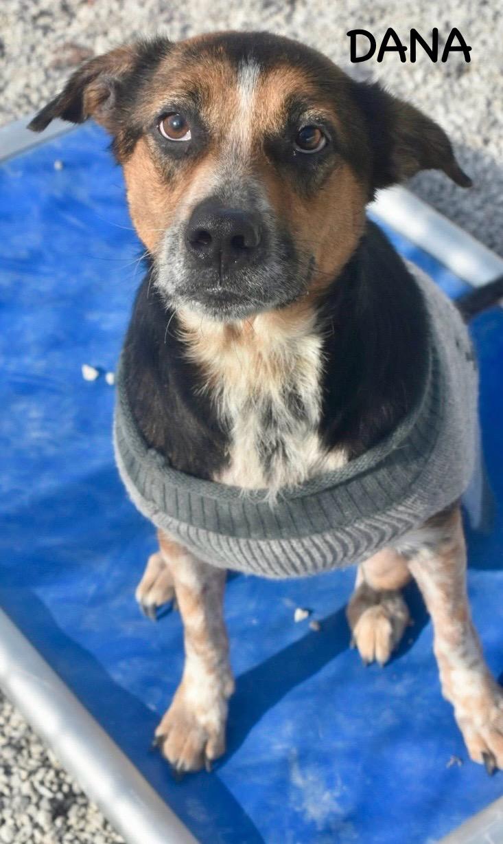 Enlarge DANA, a Adoptable mixed breed in Bowling Green, OH image 5/6