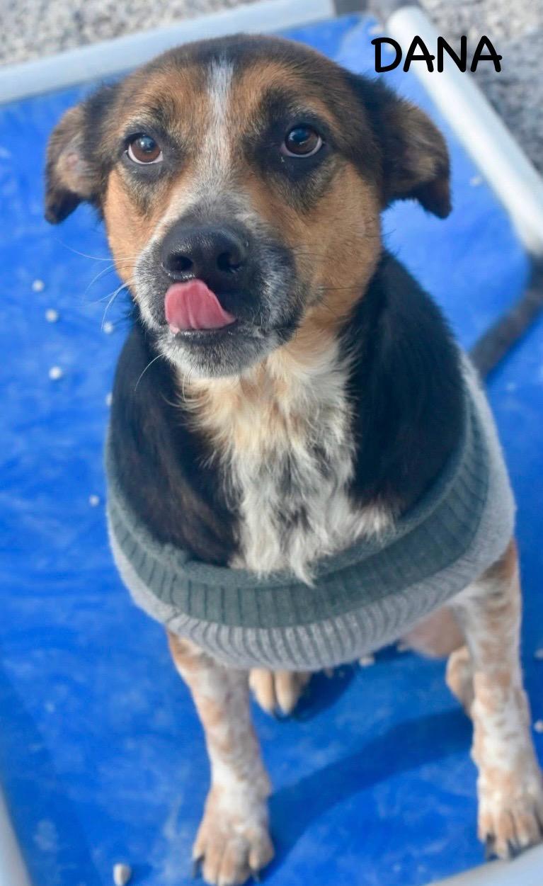 Enlarge DANA, a Adoptable mixed breed in Bowling Green, OH image 6/6