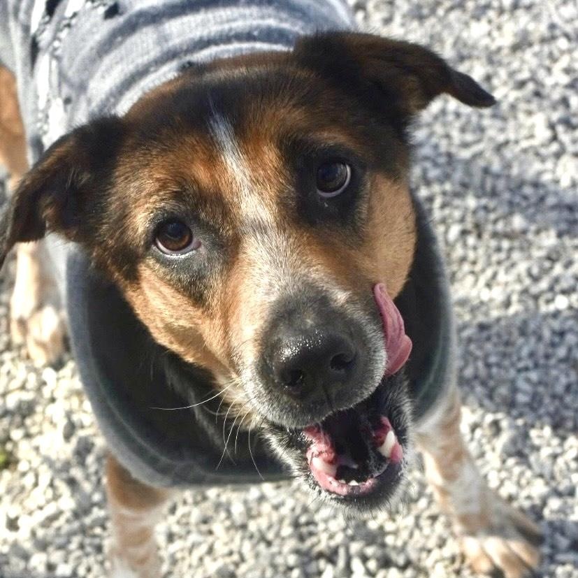 Enlarge DANA, a Adoptable mixed breed in Bowling Green, OH image 2/6