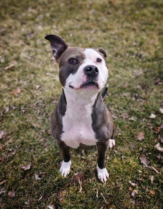 Enlarge Ora, a ADOPTABLE mixed breed in Bay City, MI image 4/4