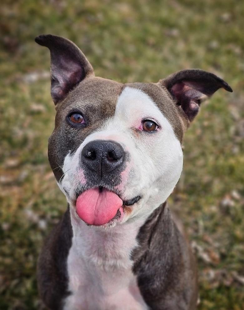 Enlarge Ora, a ADOPTABLE mixed breed in Bay City, MI image 3/4