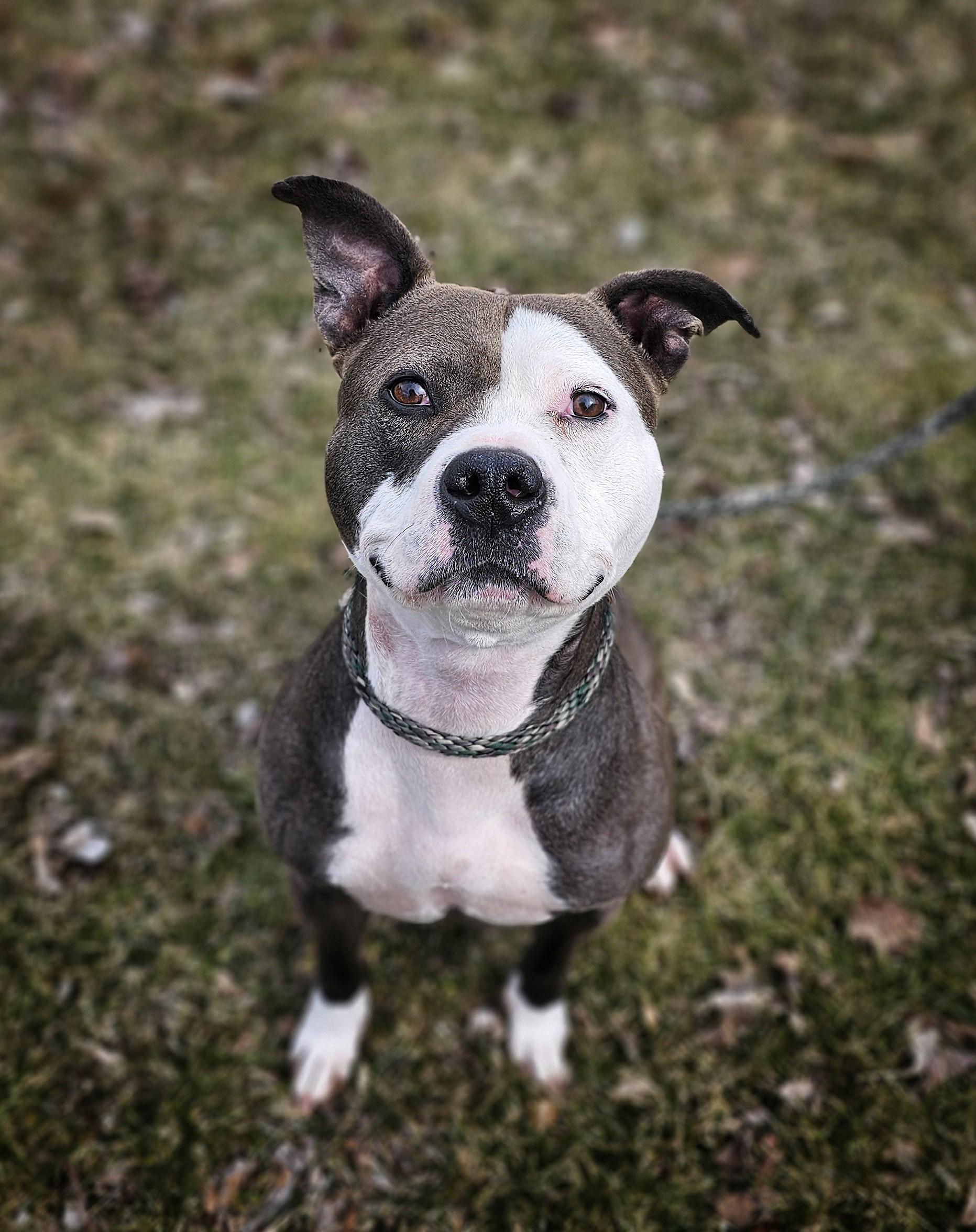 Ora, ADOPTABLE, Adult Female Pit Bull Terrier.