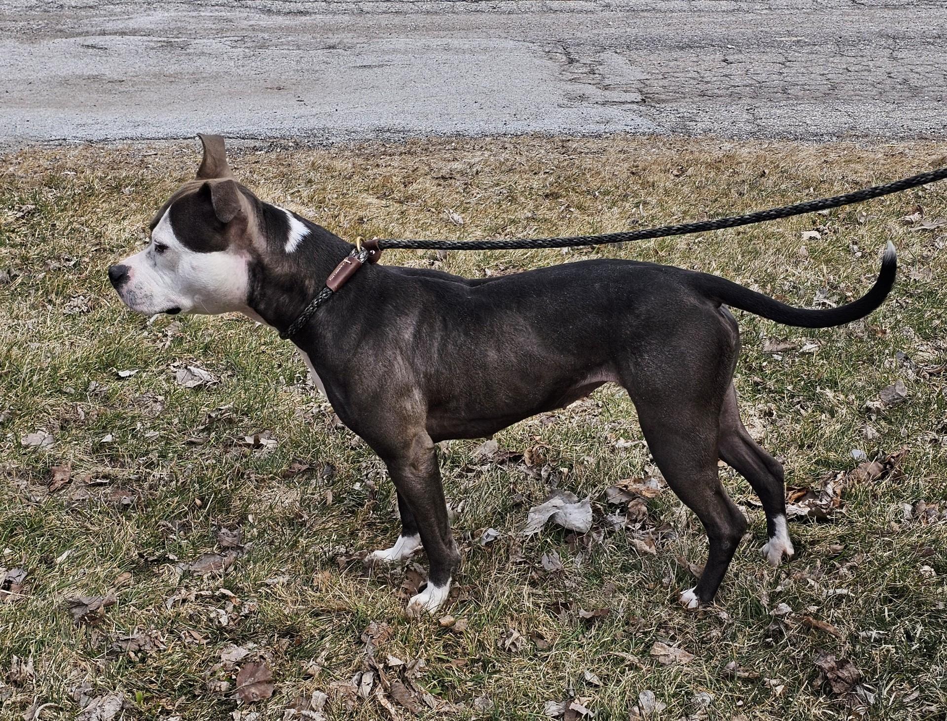 Enlarge Ora, a ADOPTABLE mixed breed in Bay City, MI image 2/4