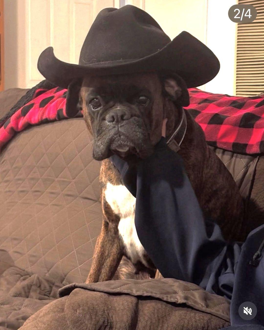 Enlarge Roxy, an adoptable Boxer in San Diego, CA image 3/6