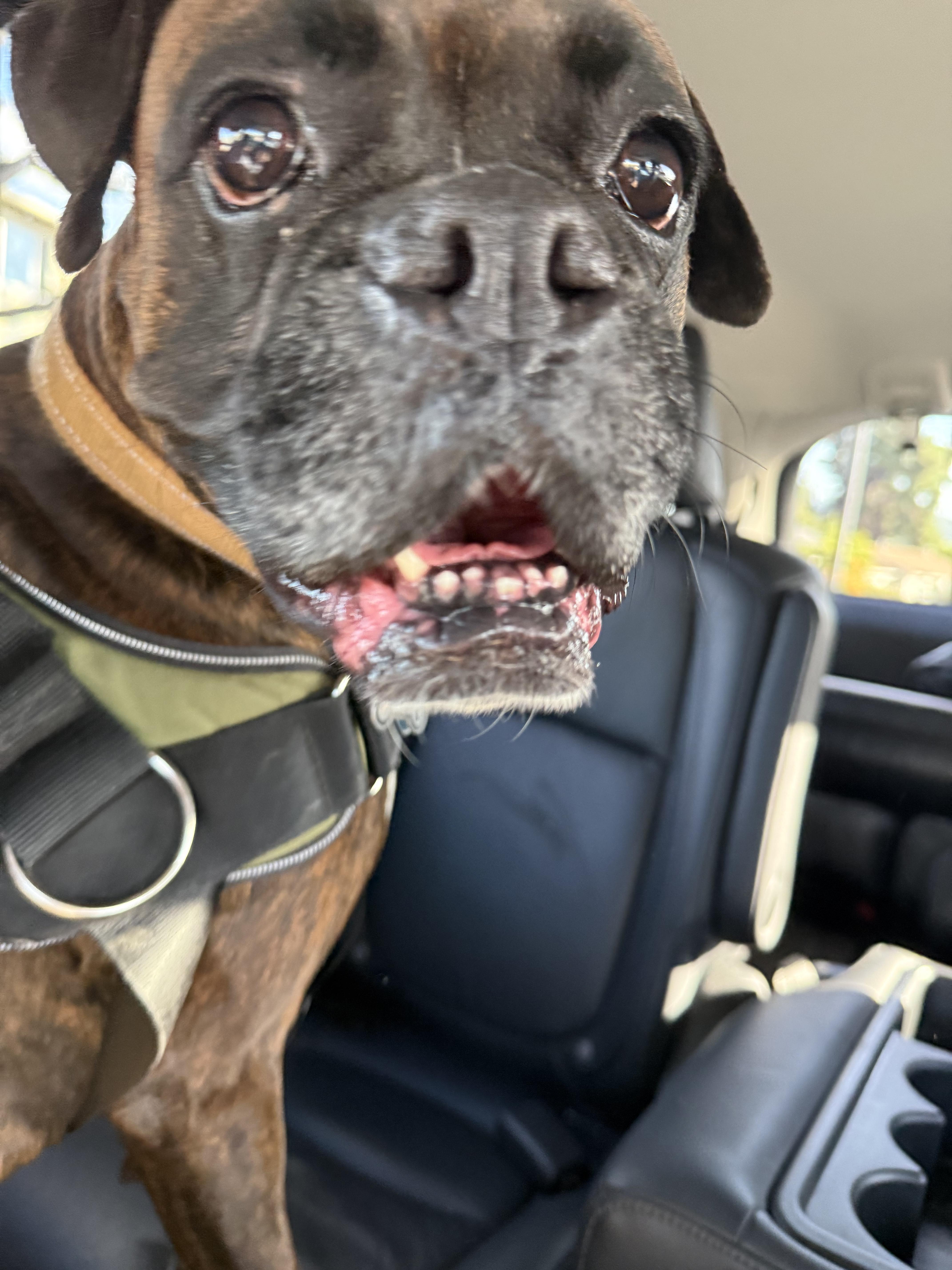 Enlarge Roxy, an adoptable Boxer in San Diego, CA image 4/6