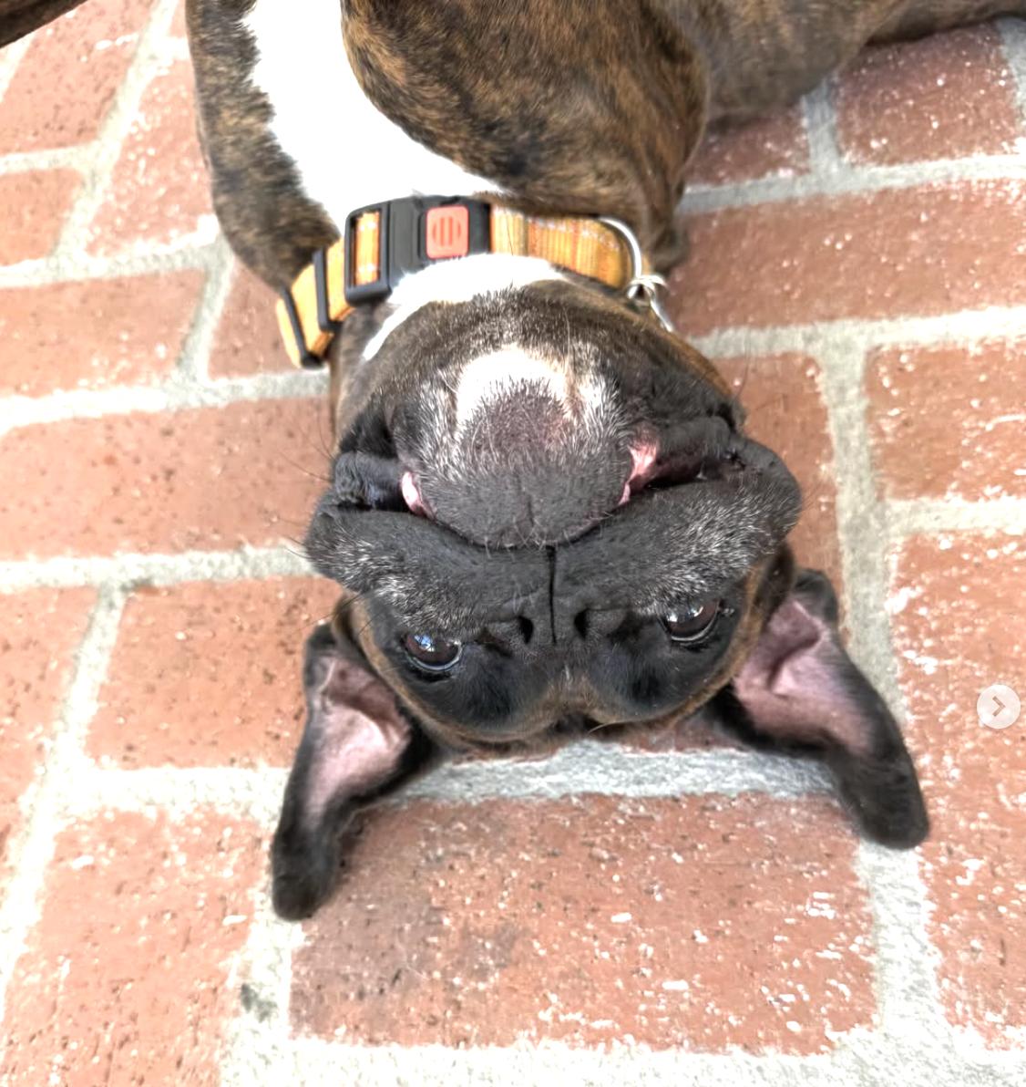 Roxy, adoptable, Adult Female Boxer.