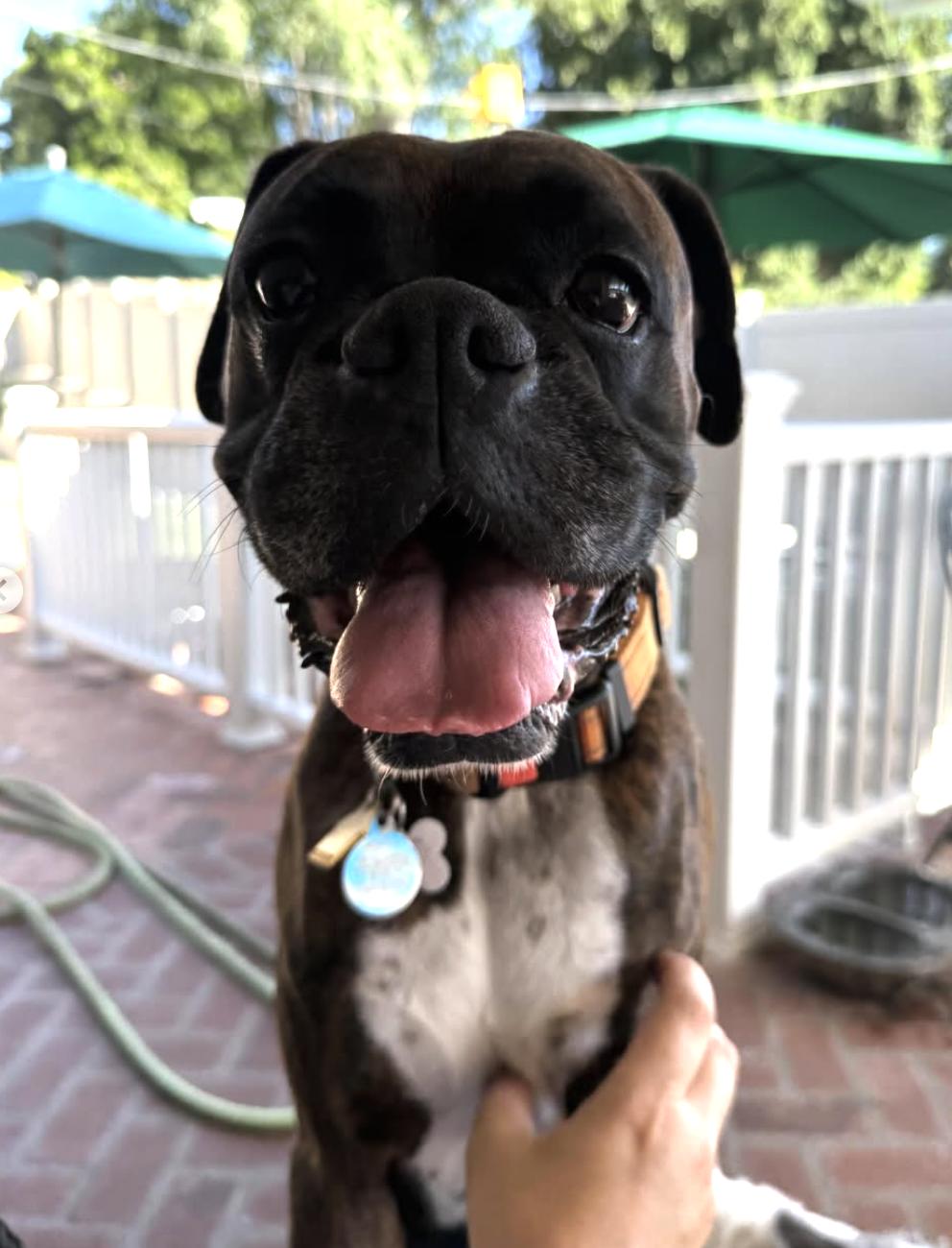 Enlarge Roxy, an adoptable Boxer in San Diego, CA image 2/6