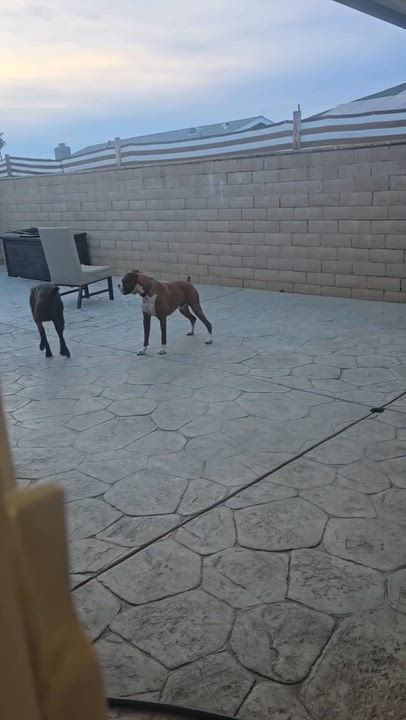 Enlarge Roxy, an adoptable Boxer in San Diego, CA video 6/6