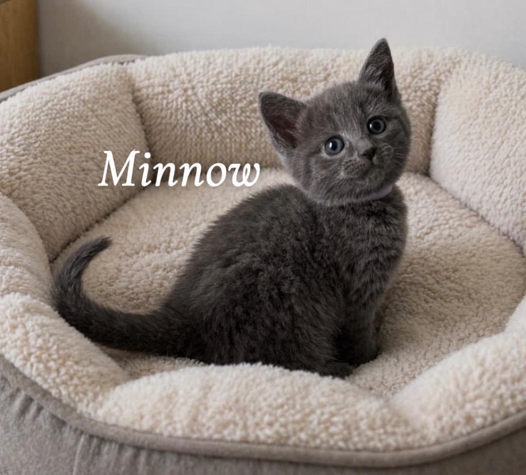 Minnow, a Adoptable mixed breed in Johnson City, TN image 4/6