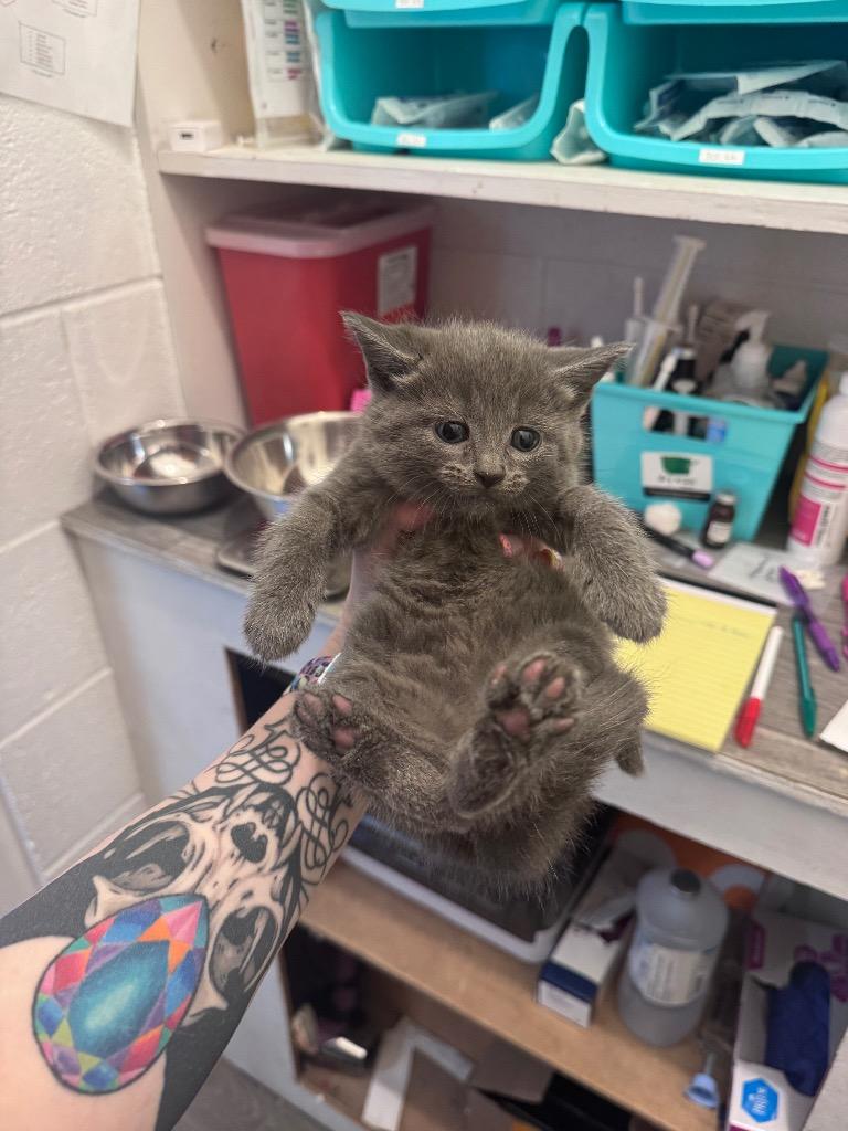 Minnow, a Adoptable mixed breed in Johnson City, TN image 5/6