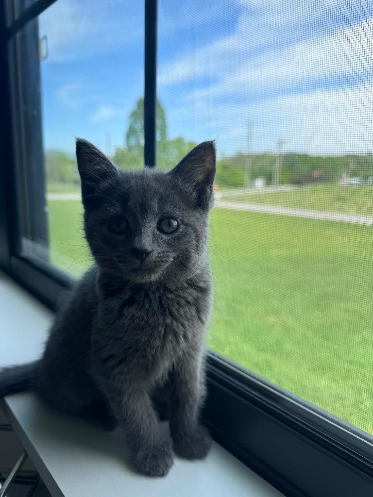 Minnow, a Adoptable mixed breed in Johnson City, TN image 6/6