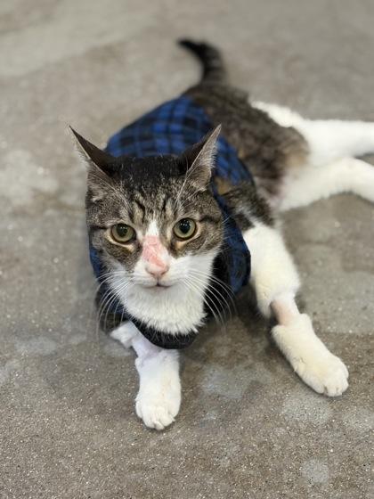 Gilbert — thumbnail 3