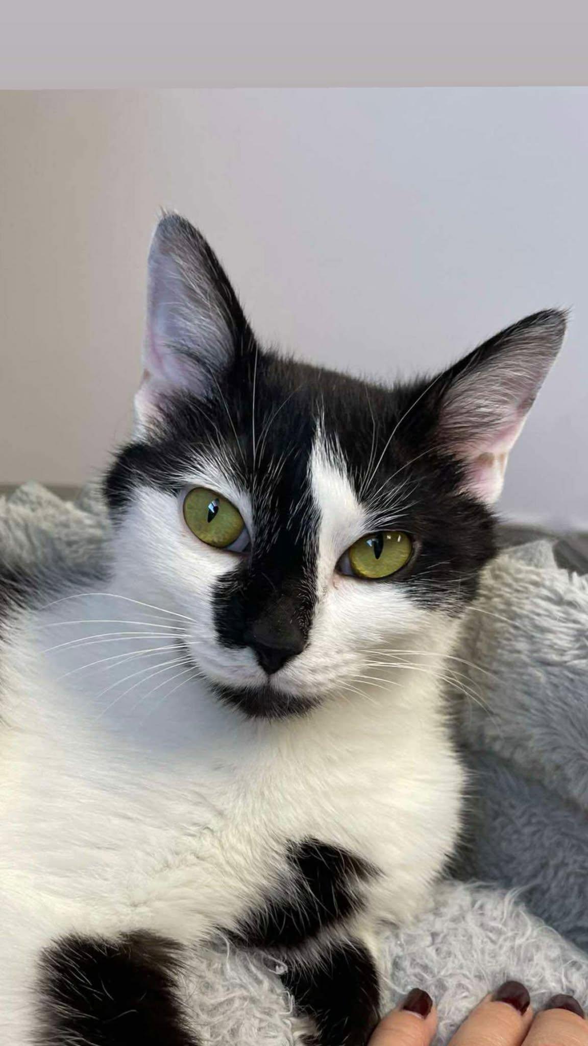 Enlarge Chickie, a Adoptable Domestic Short Hair in Archbold , OH image 2/2