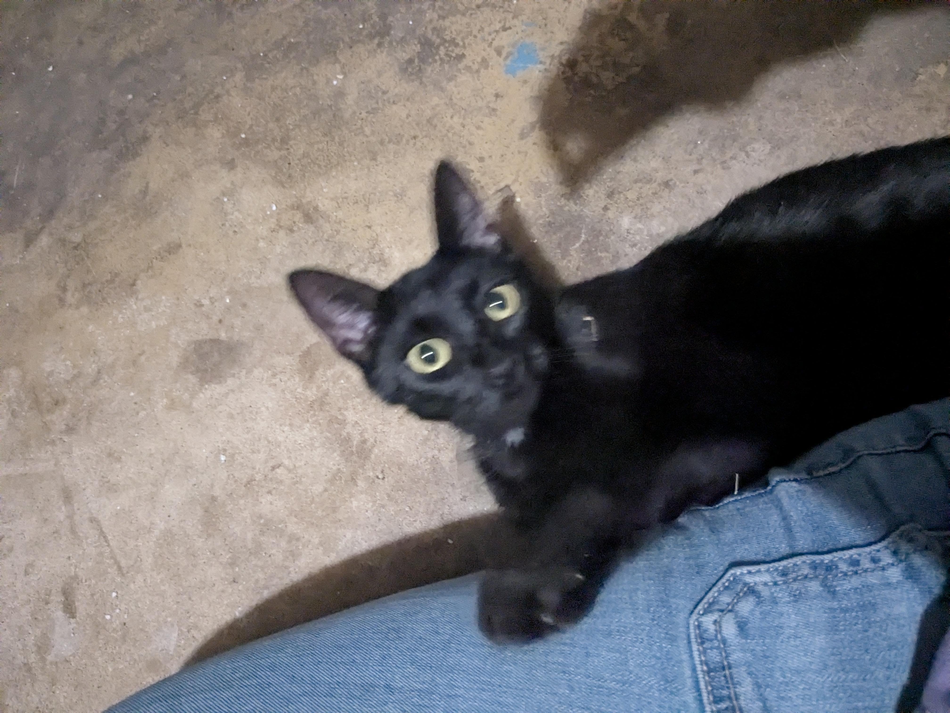 Enlarge Jeremy, a Adopted Domestic Short Hair in Sterling, VA image 2/5