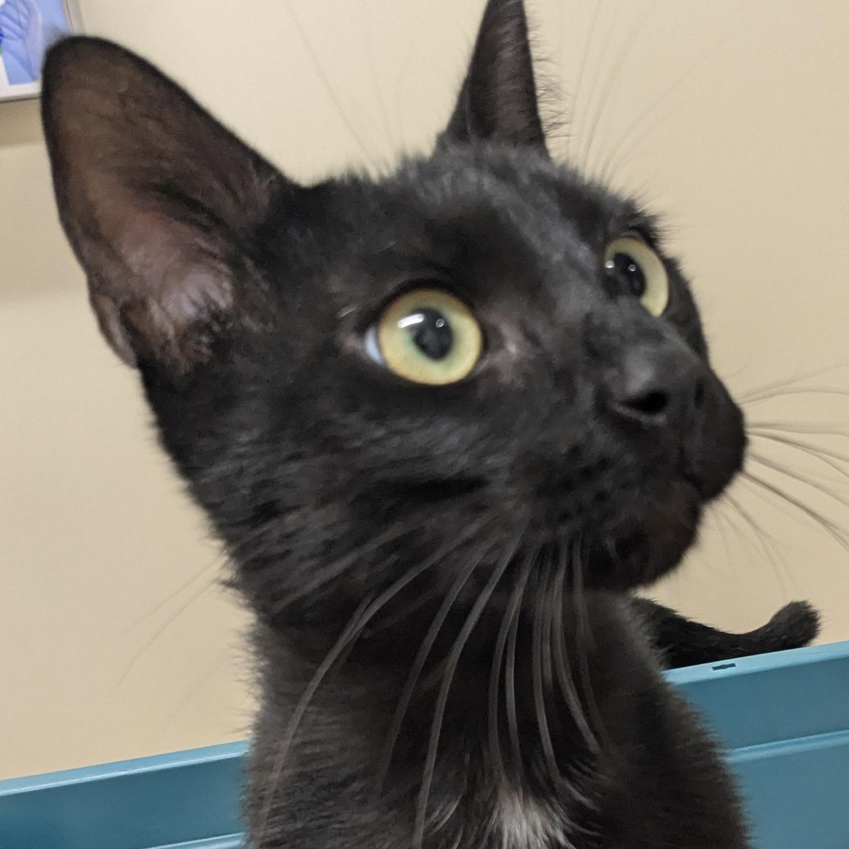 Jeremy, Adopted, Young Male Domestic Short Hair.