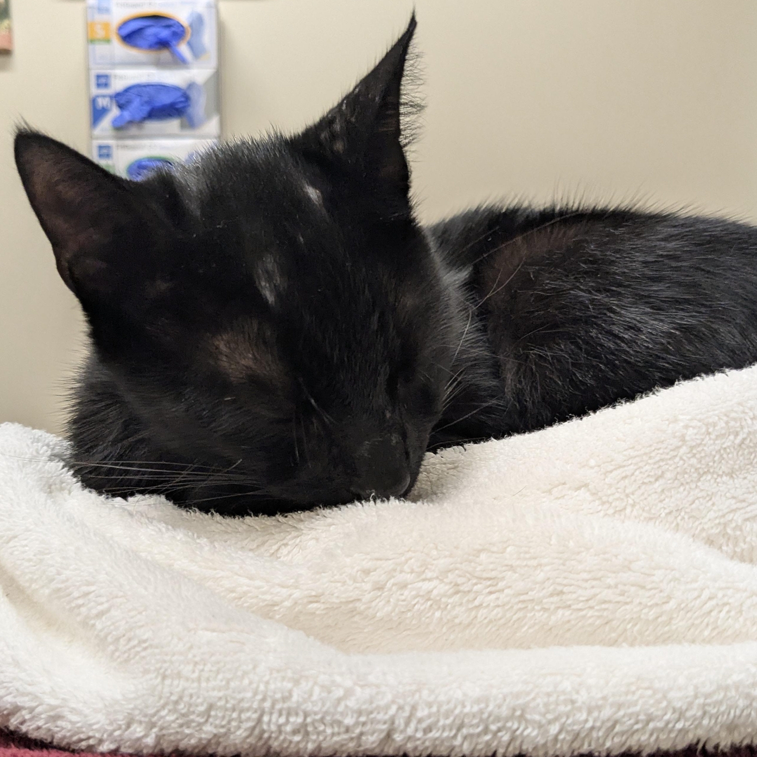 Enlarge Jeremy, a Adopted Domestic Short Hair in Sterling, VA image 3/5