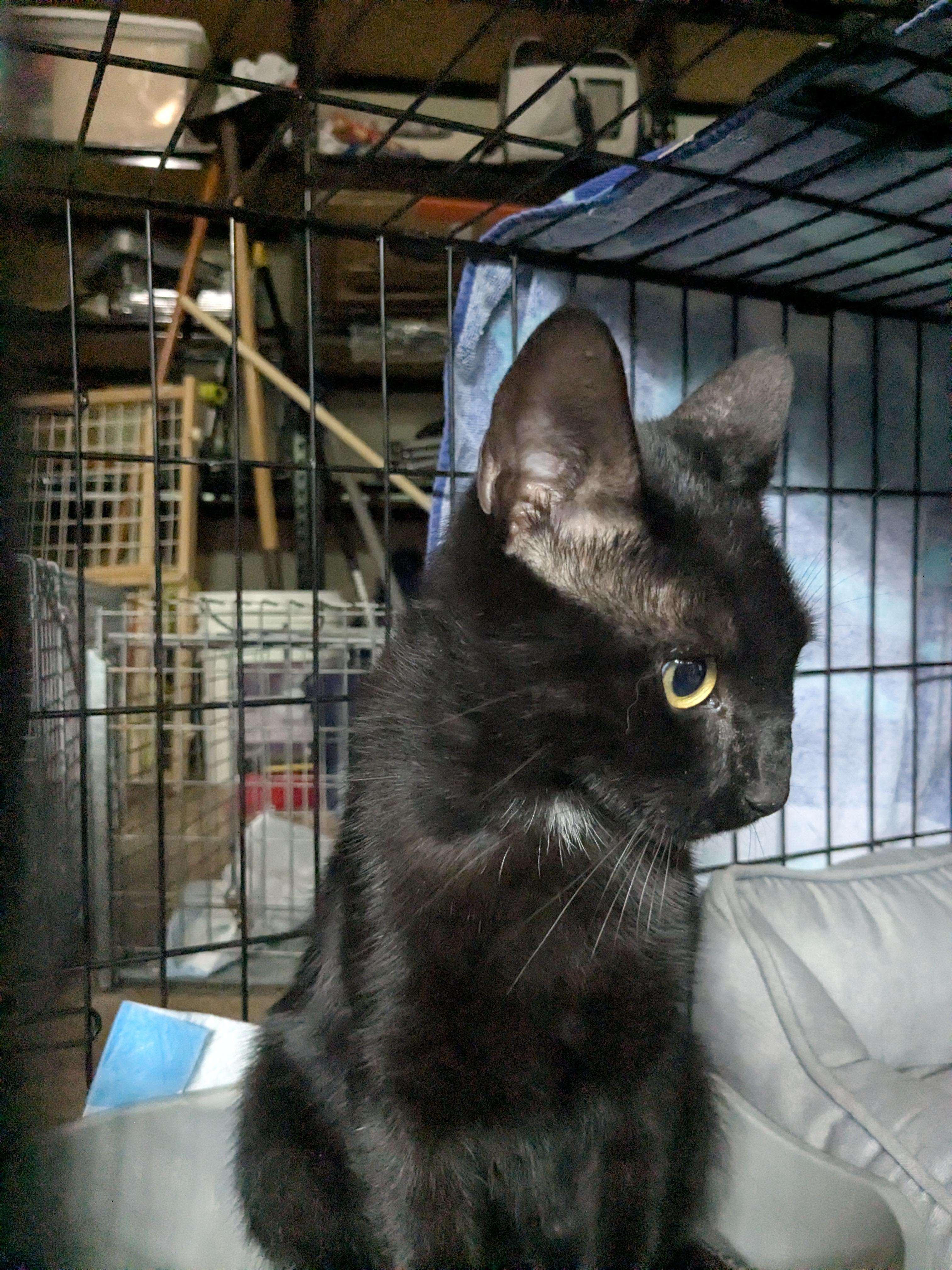 Enlarge Jeremy, a Adopted Domestic Short Hair in Sterling, VA image 4/5