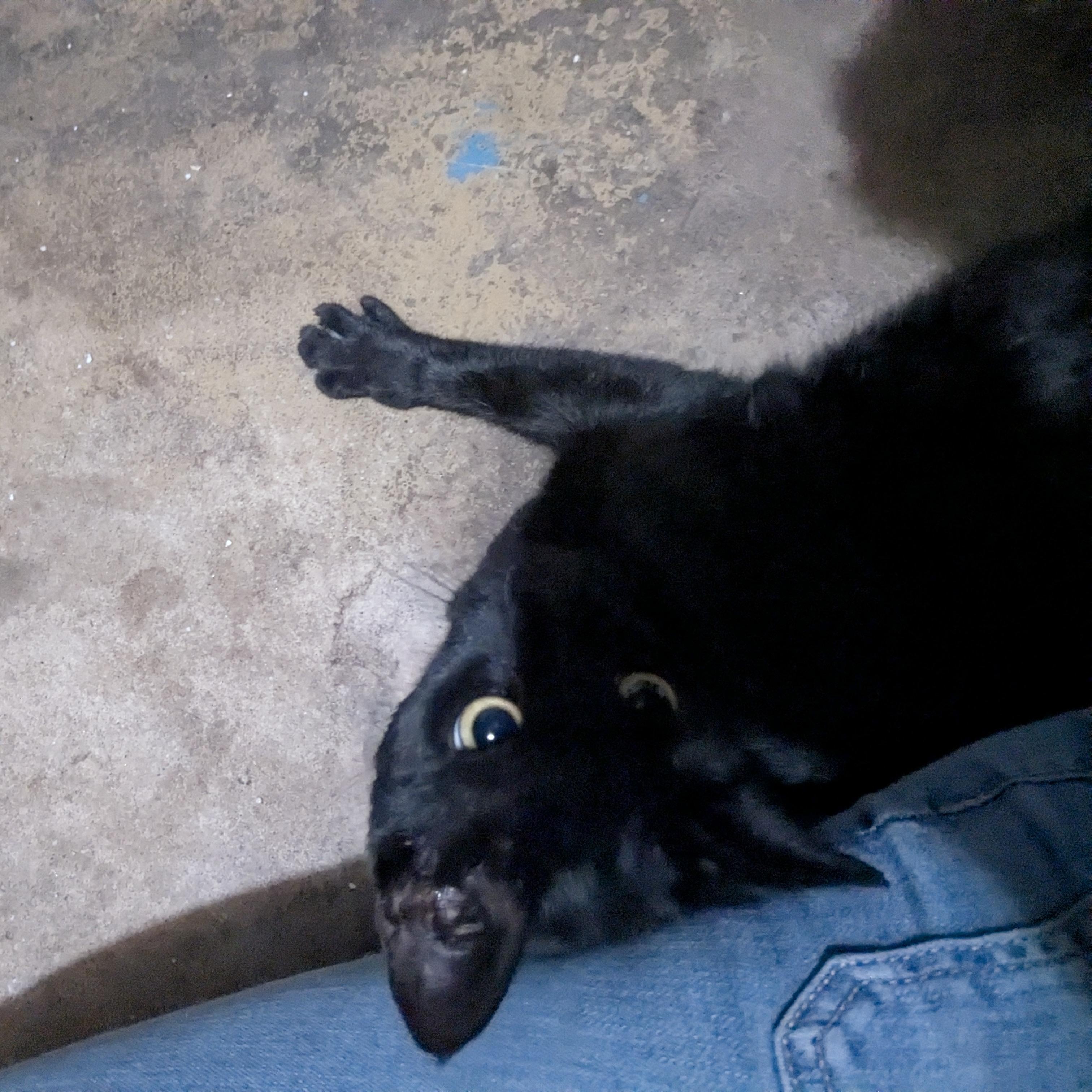 Enlarge Jeremy, a Adopted Domestic Short Hair in Sterling, VA image 5/5