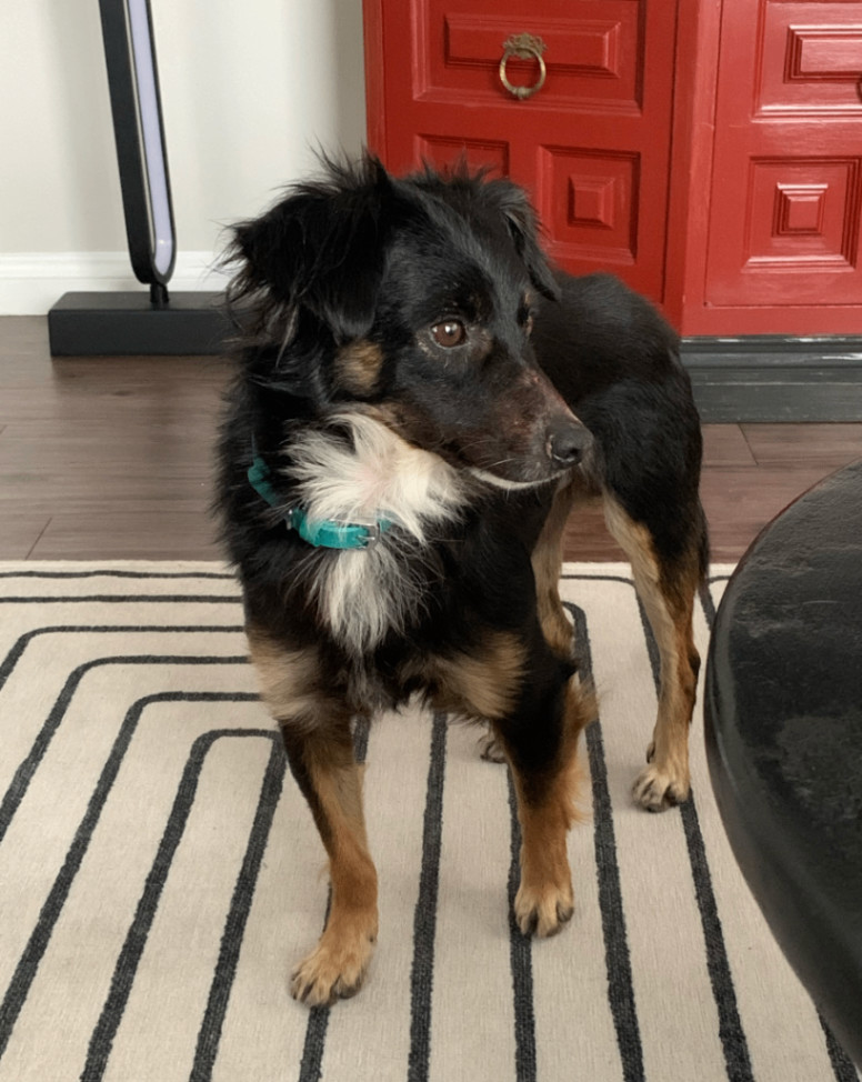 Cody, Adopted, Young Male Chihuahua.