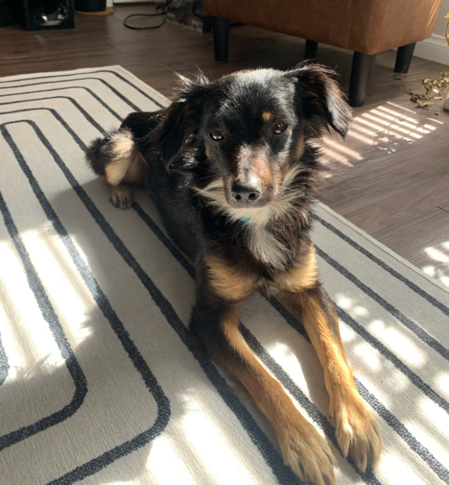 Enlarge Cody, a Adopted mixed breed in Santa Monica, CA image 2/4