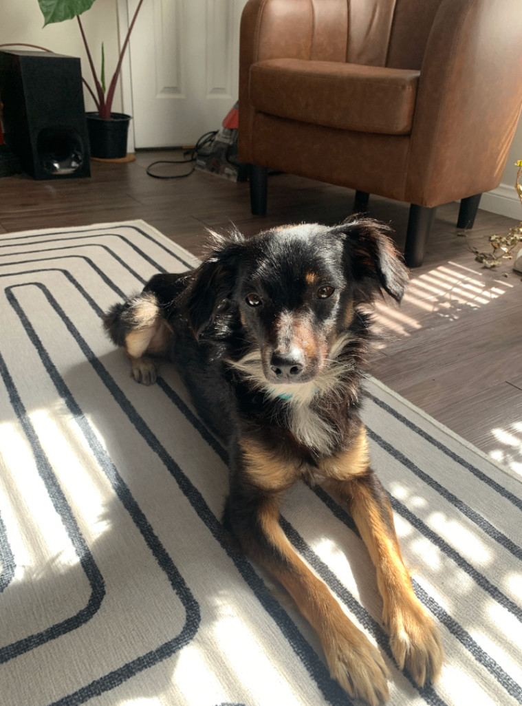 Enlarge Cody, a Adopted mixed breed in Santa Monica, CA image 3/4