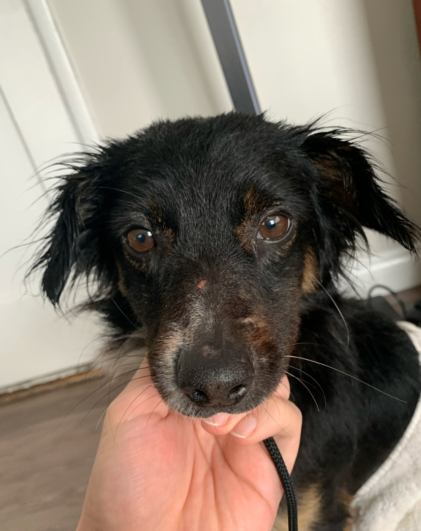 Enlarge Cody, a Adopted mixed breed in Santa Monica, CA image 4/4