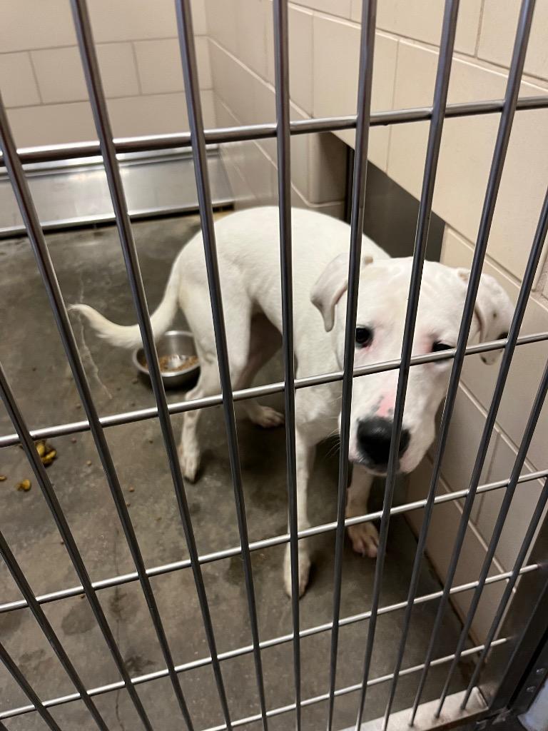 CARLY, Adoptable, Puppy Female Dogo Argentino & Terrier.