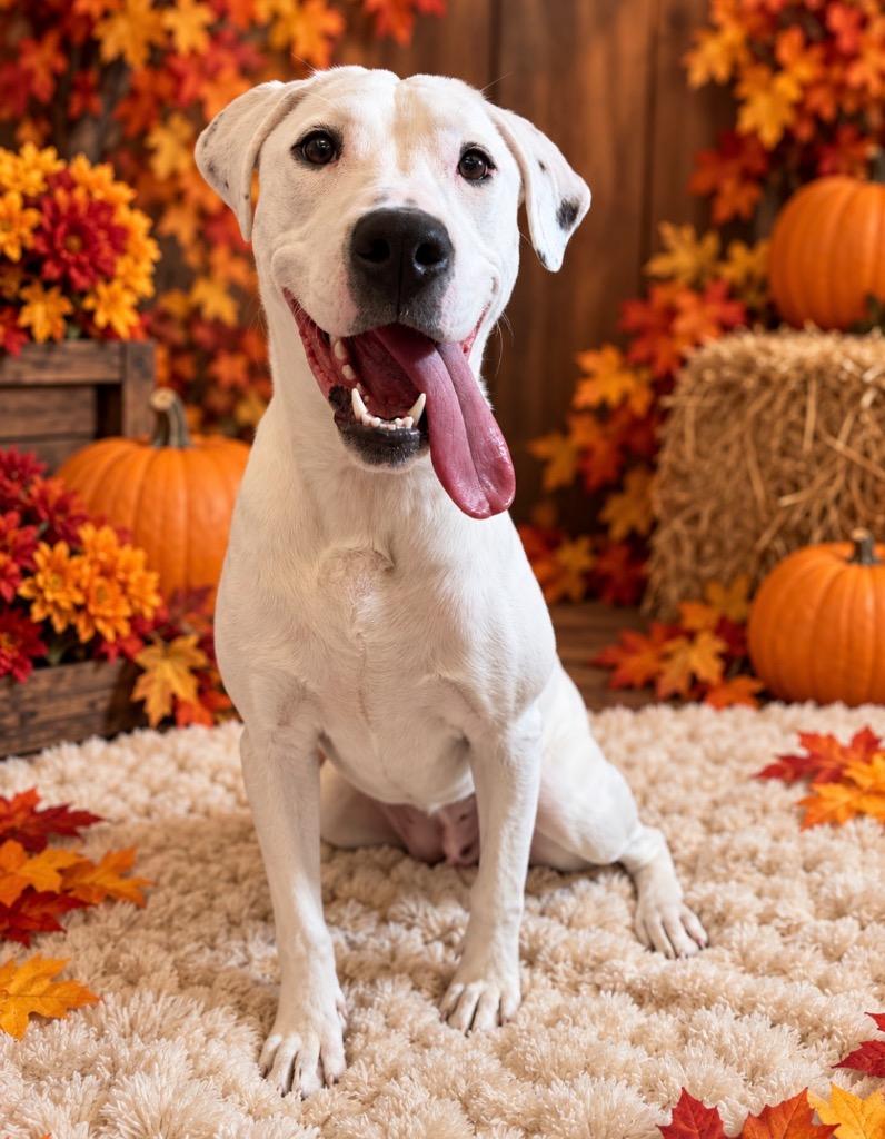 Enlarge CARLY, a Adoptable mixed breed in Wintersville, OH image 2/2