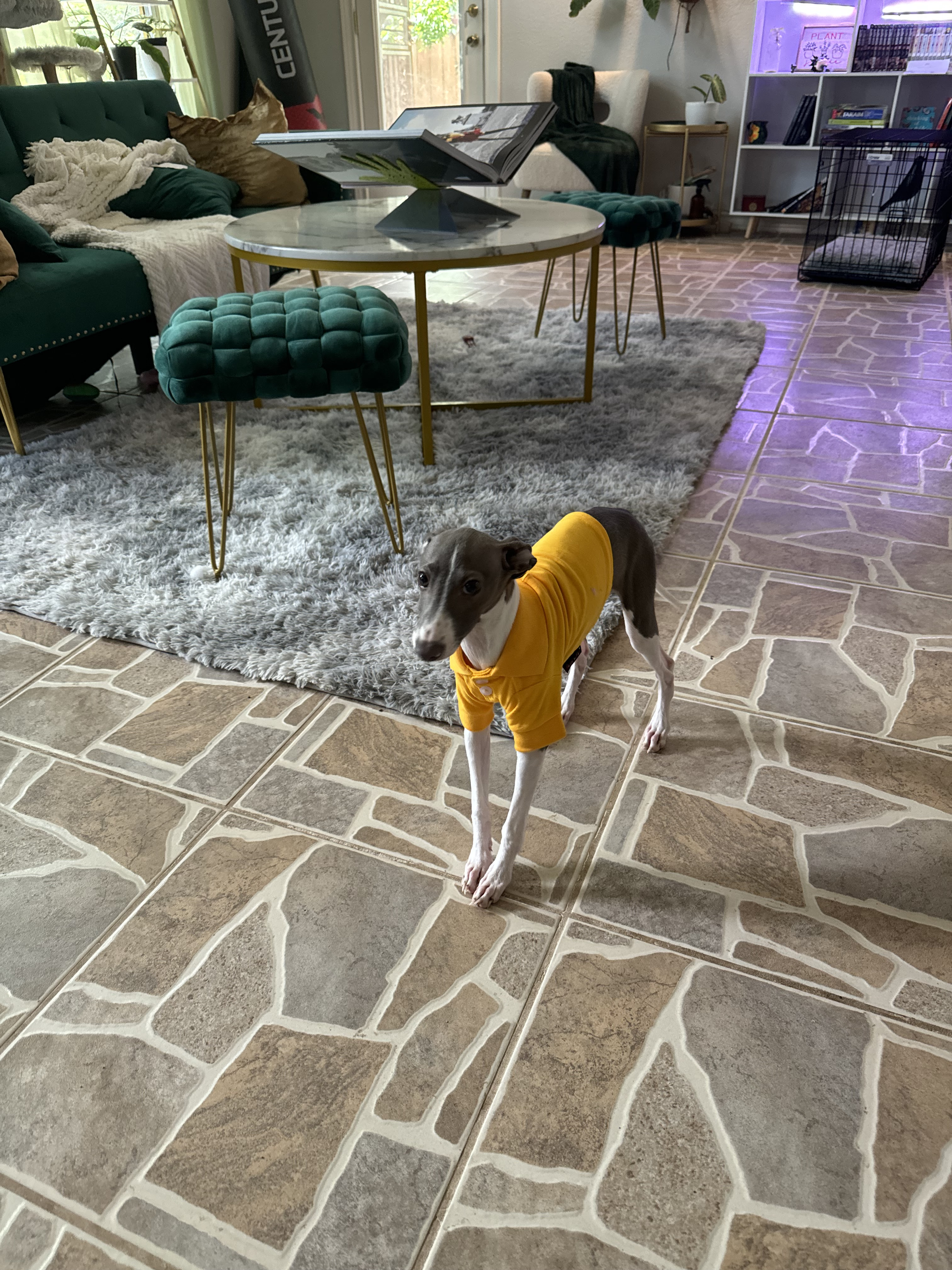 Perry - San Antonio, a Adopted Italian Greyhound in Bellaire, TX image 2/5