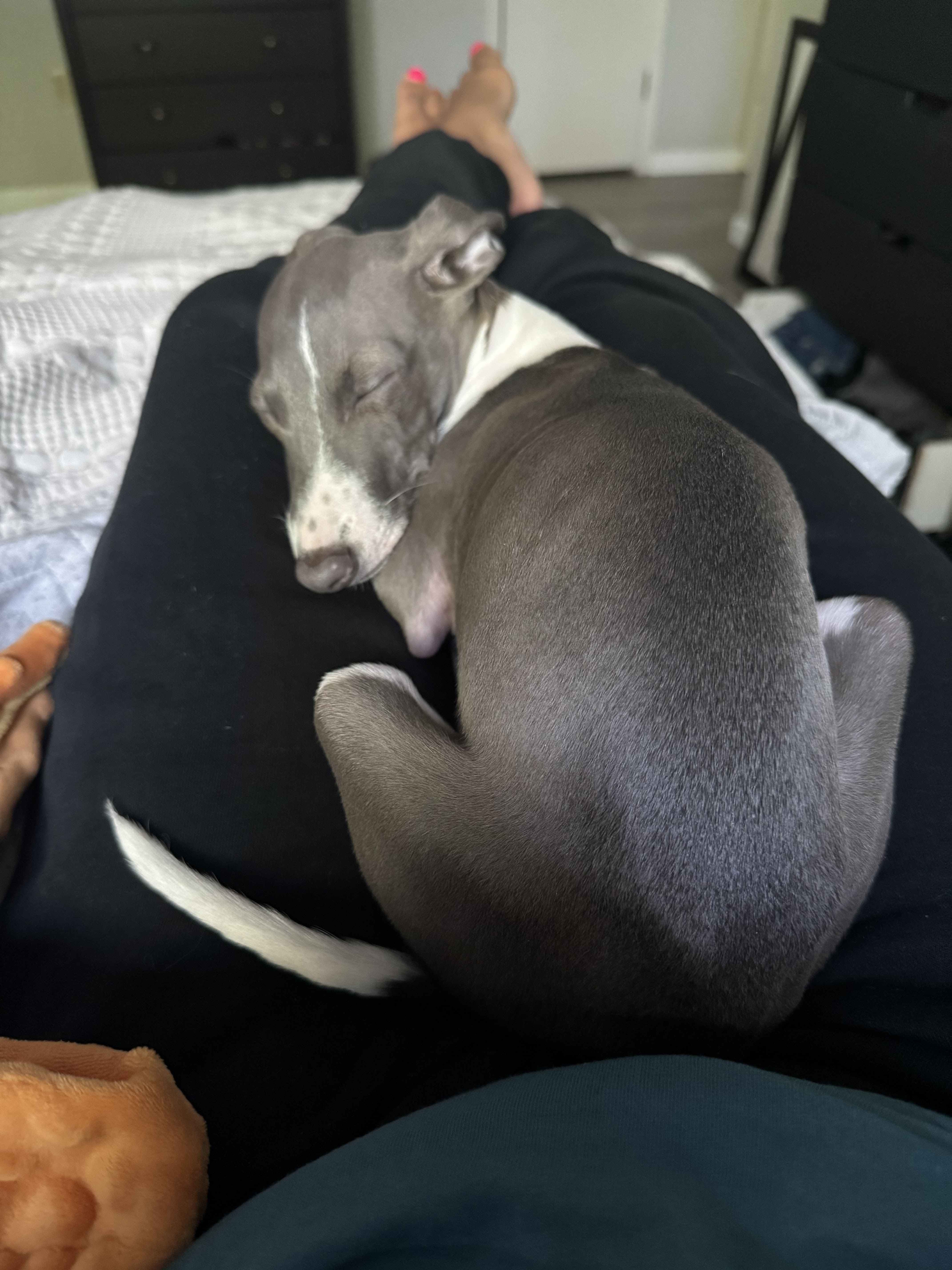Perry - San Antonio, a Adopted Italian Greyhound in Bellaire, TX image 3/5