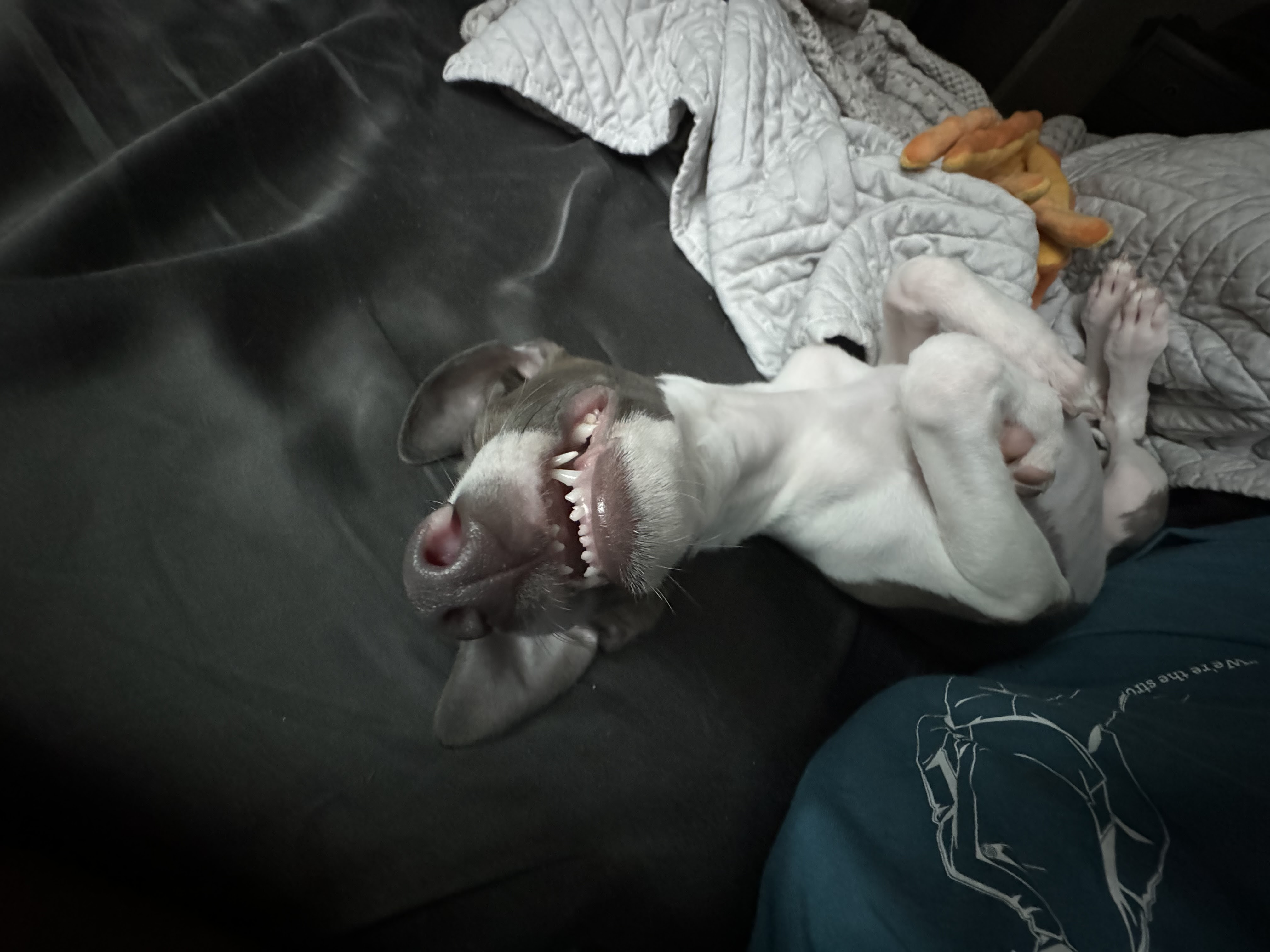 Perry - San Antonio, a Adopted Italian Greyhound in Bellaire, TX image 4/5