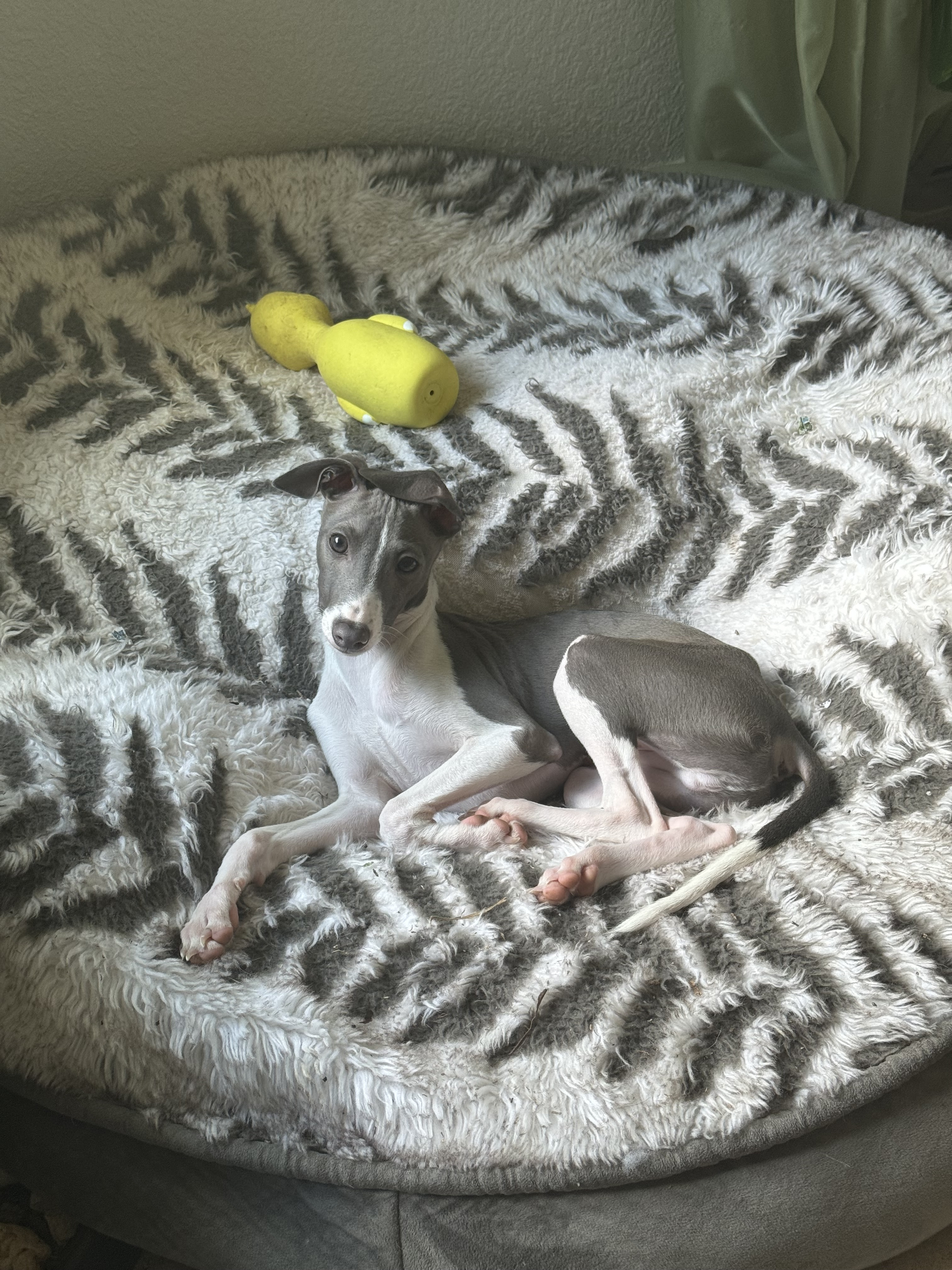 Perry - San Antonio, a Adopted Italian Greyhound in Bellaire, TX image 1/5