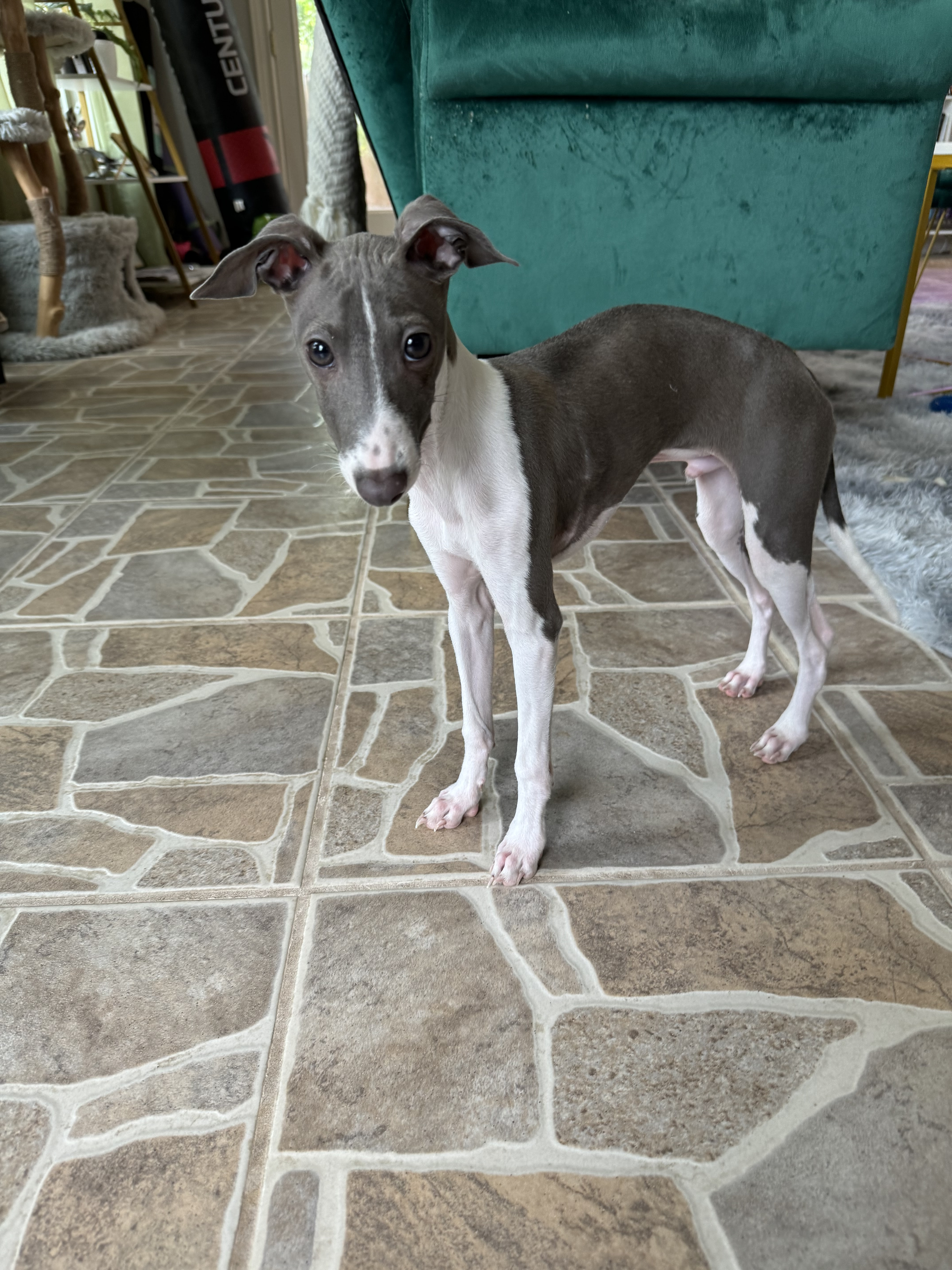 Perry - San Antonio, a Adopted Italian Greyhound in Bellaire, TX image 5/5