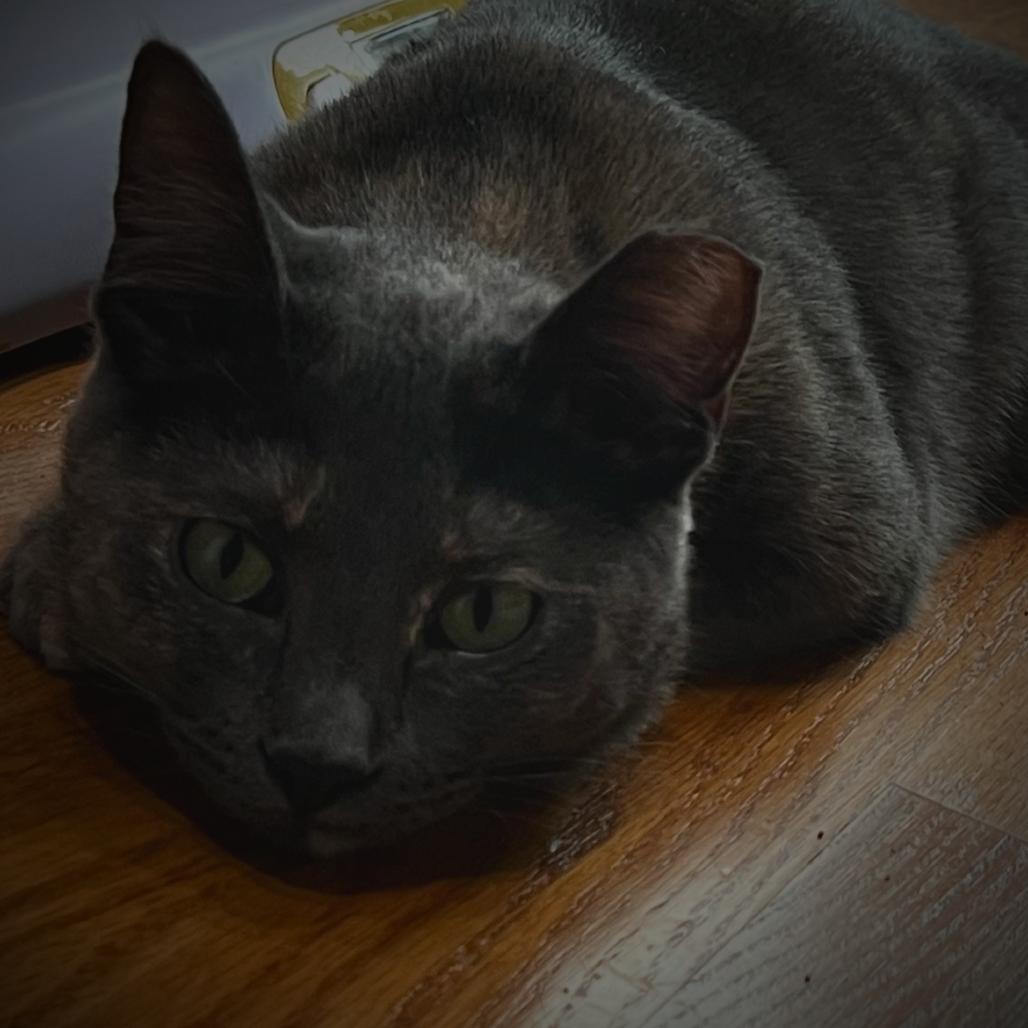 Enlarge Willow Clark, a Adoptable Domestic Short Hair in Chicago, IL image 1/5