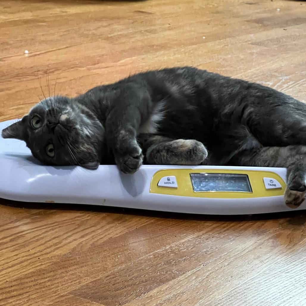 Enlarge Willow Clark, a Adoptable Domestic Short Hair in Chicago, IL image 2/5