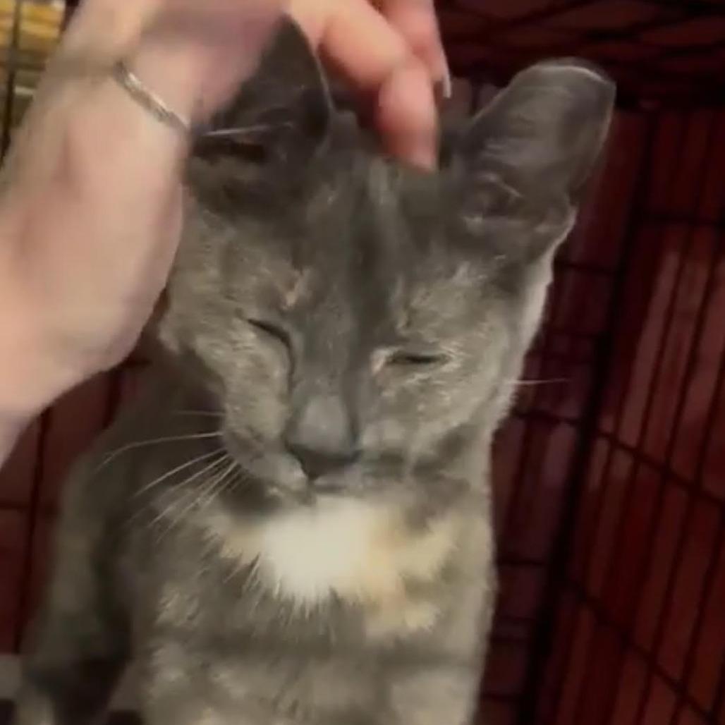 Enlarge Willow Clark, a Adoptable Domestic Short Hair in Chicago, IL image 3/5