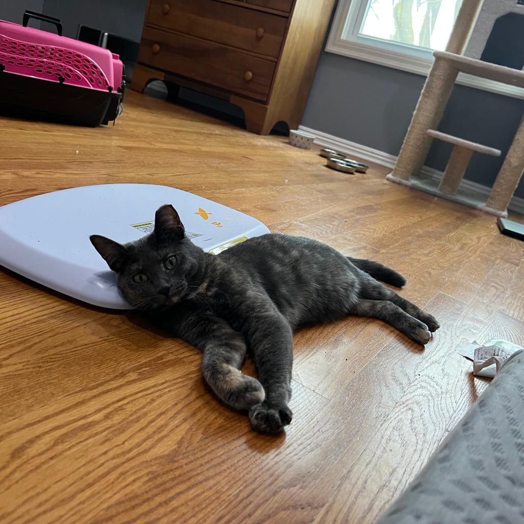 Enlarge Willow Clark, a Adoptable Domestic Short Hair in Chicago, IL image 4/5