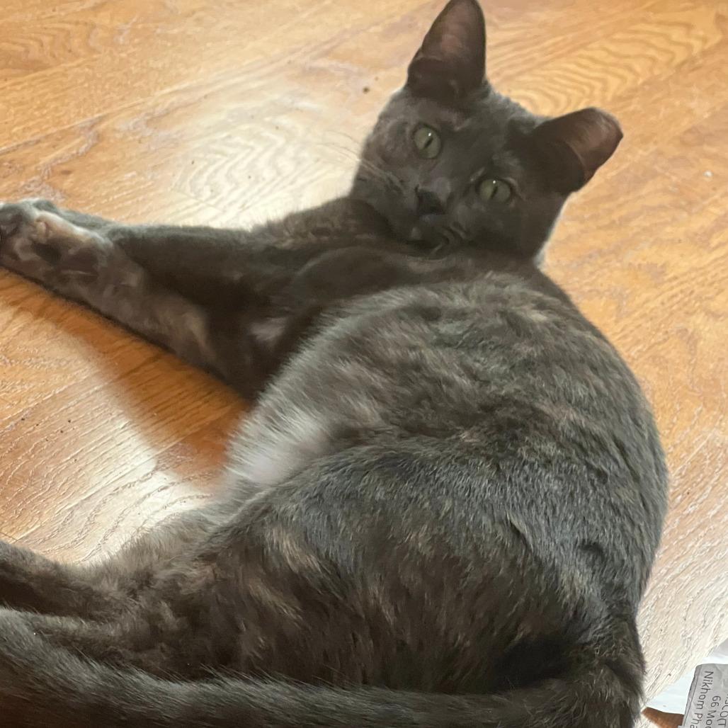 Enlarge Willow Clark, a Adoptable Domestic Short Hair in Chicago, IL image 5/5