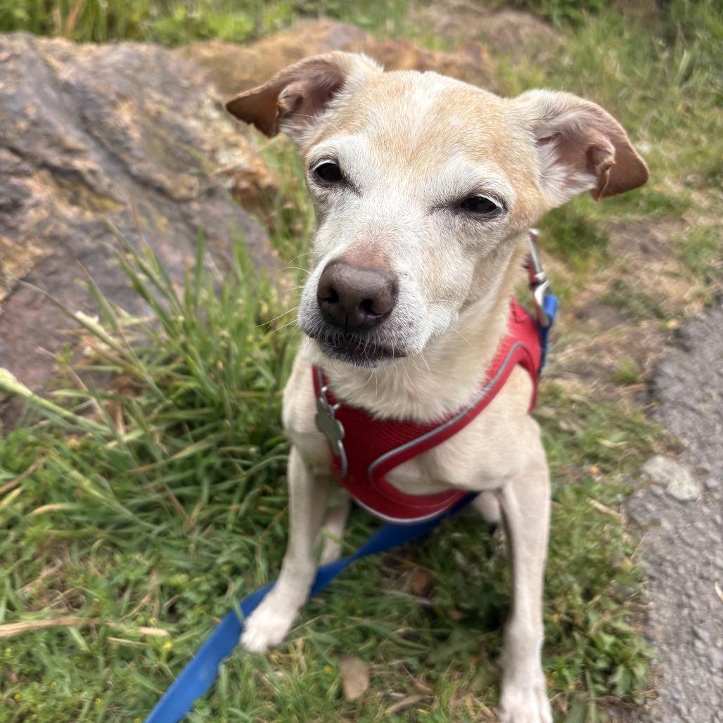 Mic Drop 13978, Adoptable, Senior Male Chihuahua.