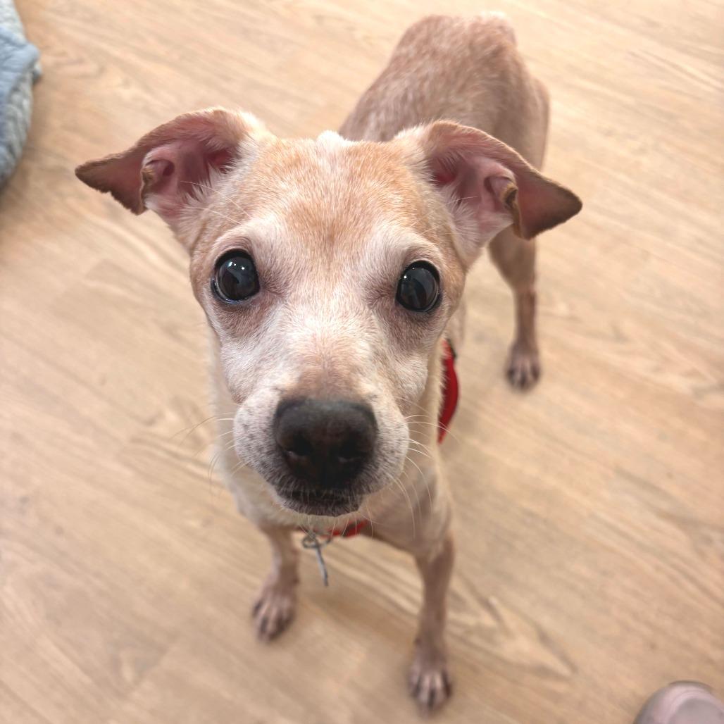 Enlarge Mic Drop 13978, a Adoptable Chihuahua in San Francisco, CA image 3/6