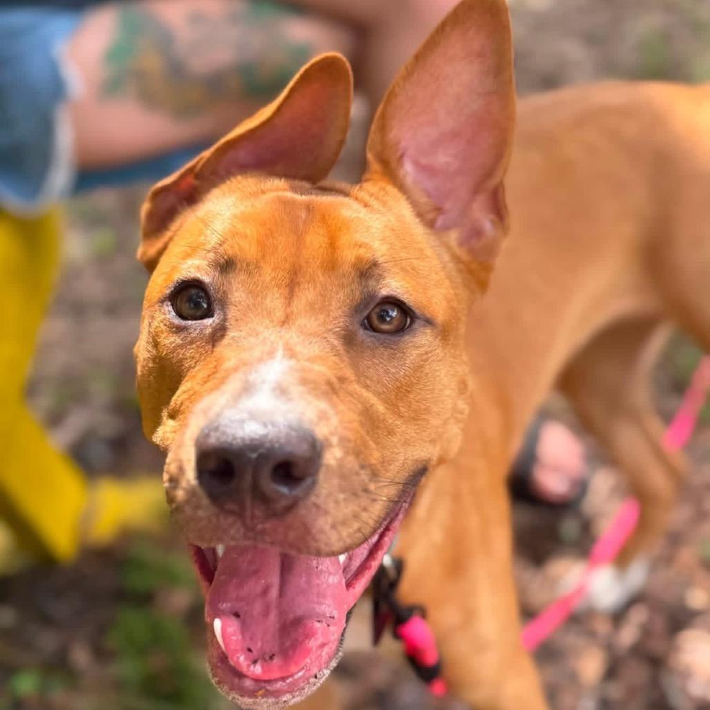 Maggie (Dancer), Adoptable, Young Female American Staffordshire Terrier & Mixed Breed.
