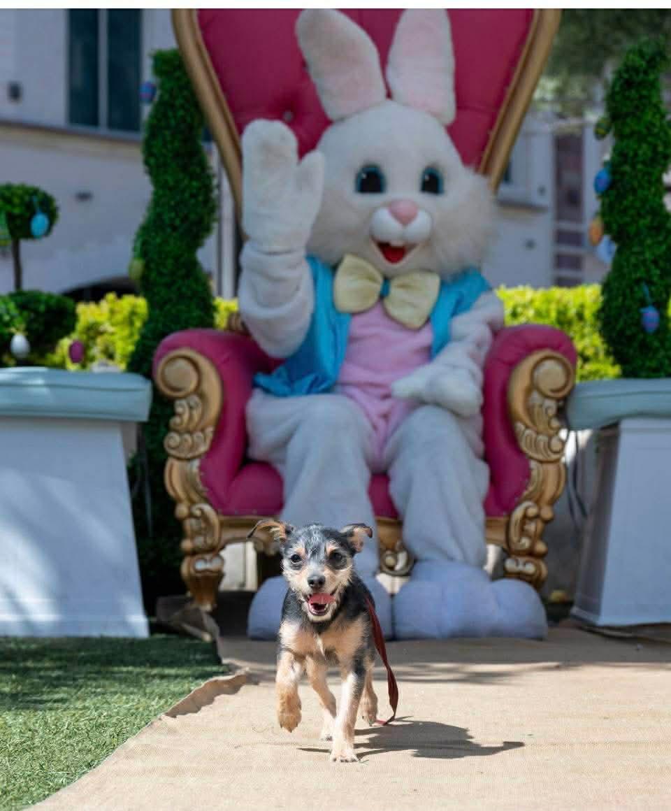 Enlarge Marty, a ADOPTABLE mixed breed in Las Vegas, NV image 4/6