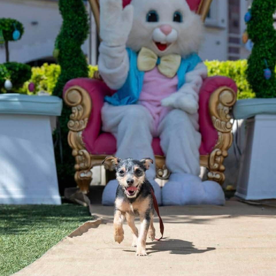 Enlarge Marty, an adopted mixed breed in Las Vegas, NV image 2/6