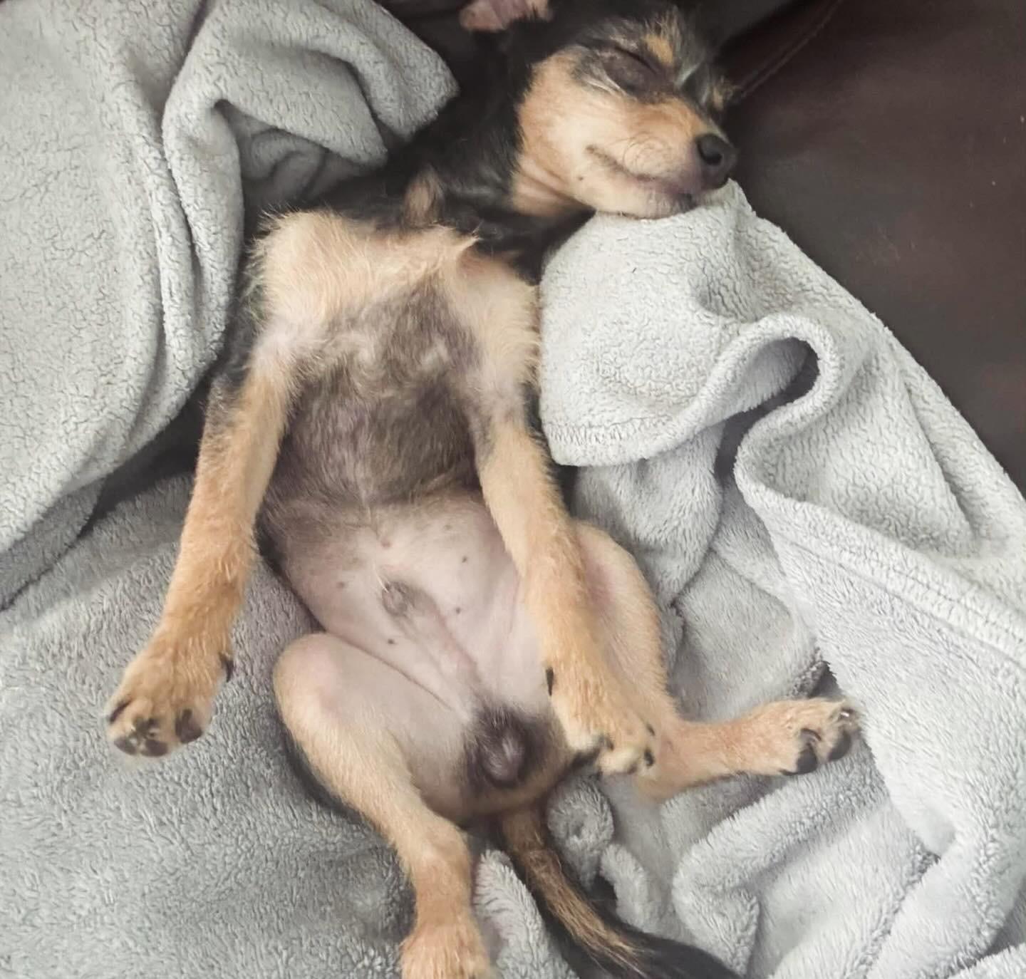 Marty, adopted, Puppy Male Terrier.