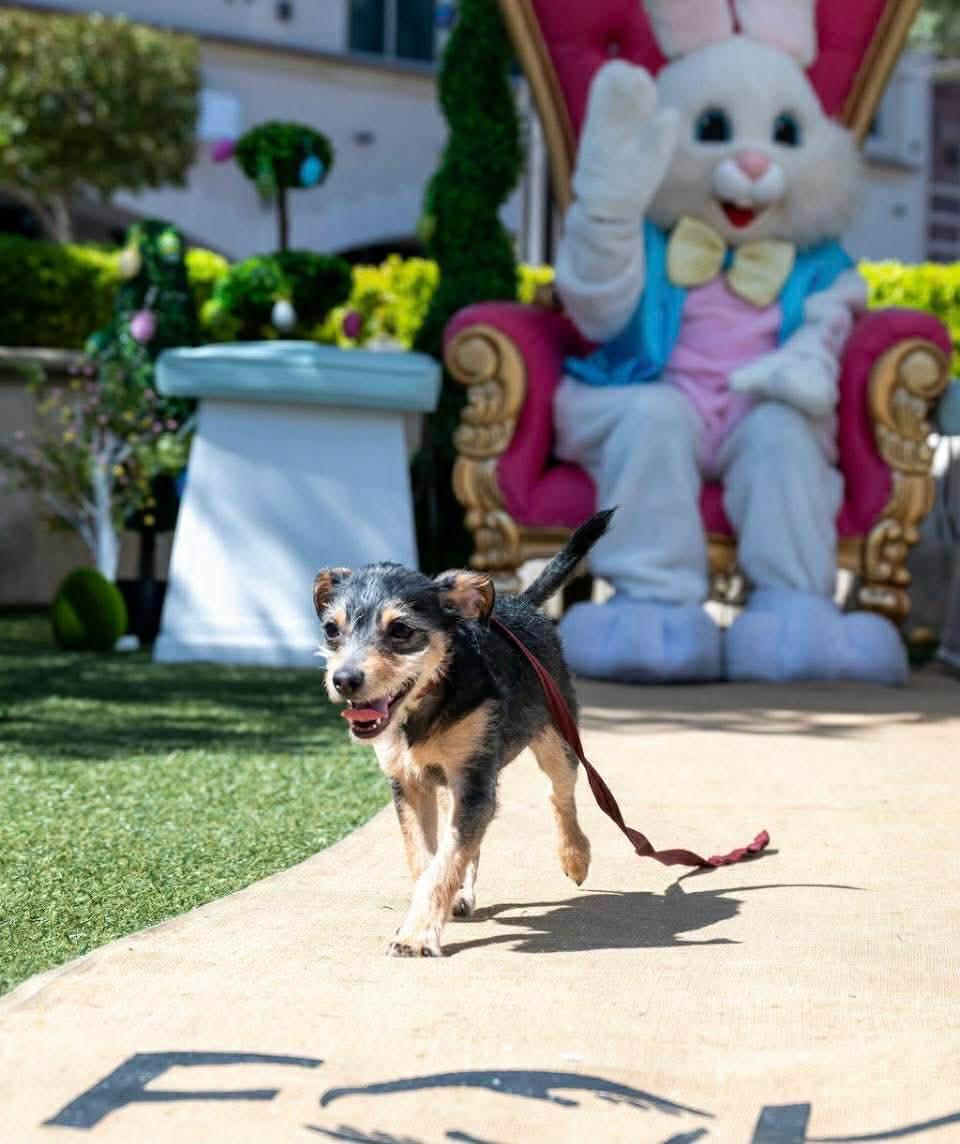 Marty, ADOPTABLE, Young Male Terrier.